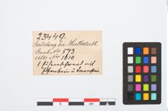 Etikett zu Eisenpilzknaufschwert (NHMW-PRAE-025449)